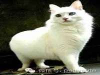 云南中视快运物流有限公司
